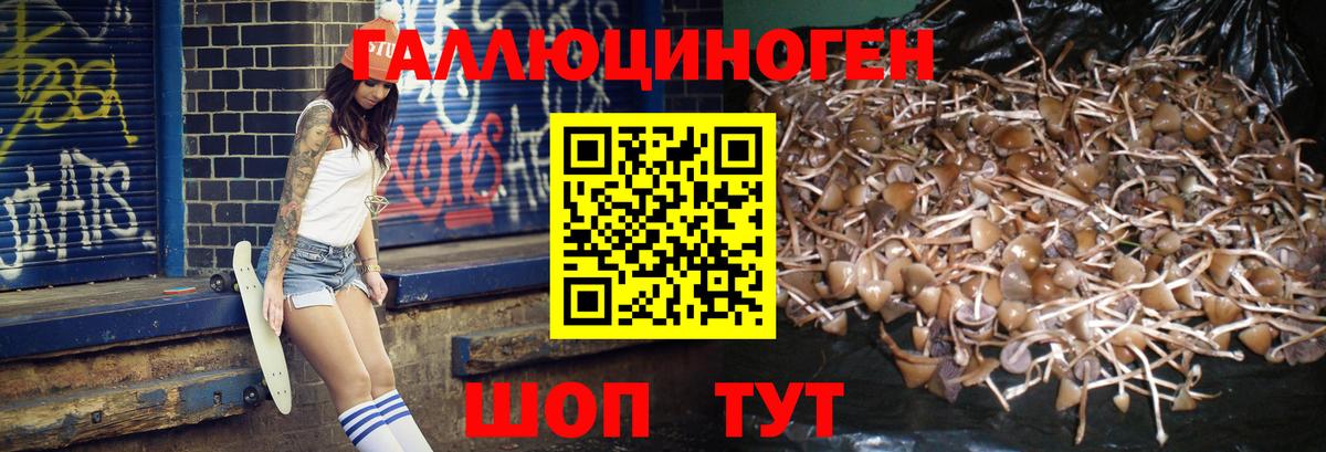 Псилоцибиновые грибы Psilocybine cubensis Гагарин